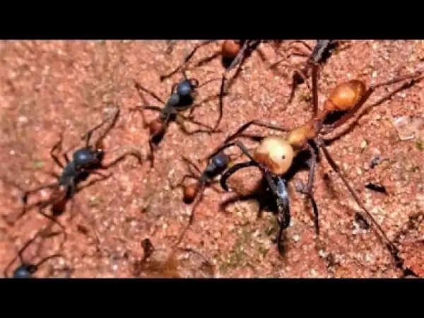 Video: WEIRD and AWESOME Ant Species
